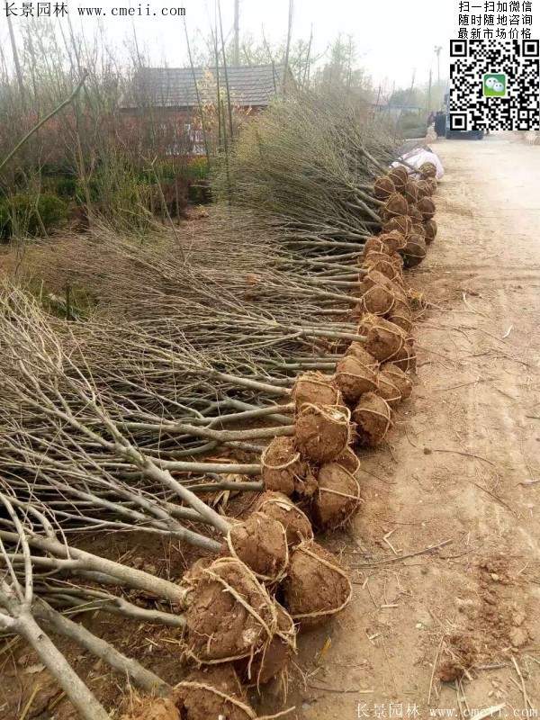 木槿花整形修剪 木槿花整形修剪