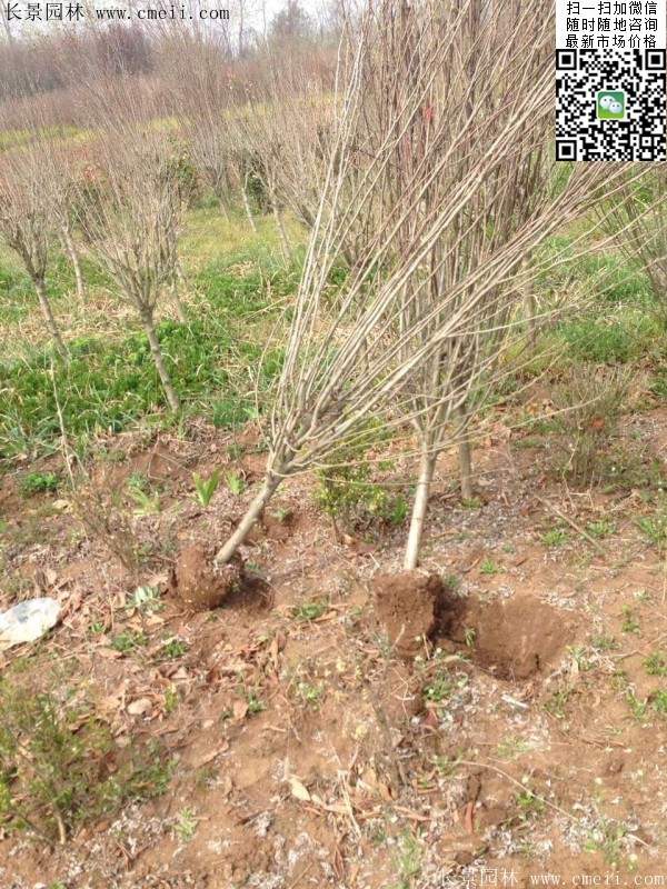 木槿花整形修剪 木槿花整形修剪