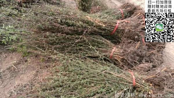 薔薇商家 薔薇商家