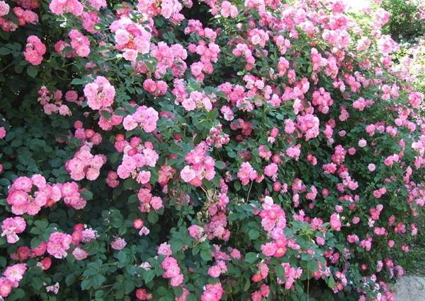 薔薇商家 薔薇商家