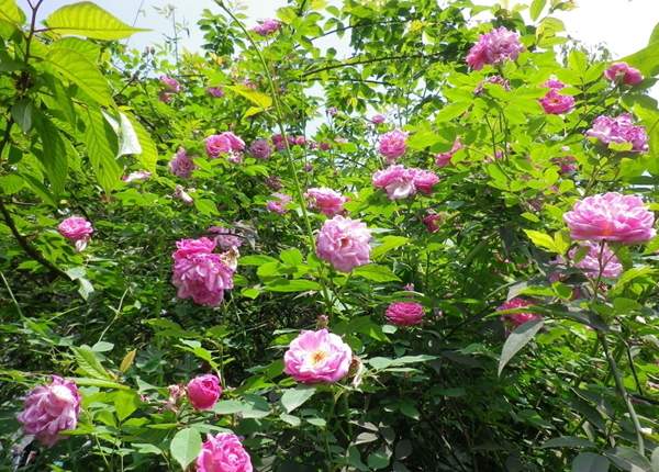 沭陽薔薇花 沭陽薔薇花