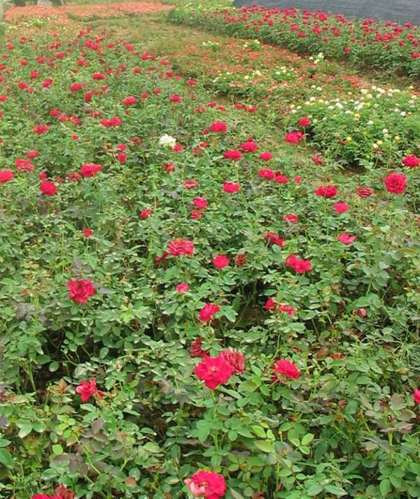 薔薇基地 薔薇基地