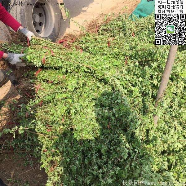 沭陽(yáng)薔薇花 沭陽(yáng)薔薇花