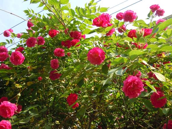 沭陽(yáng)薔薇花 沭陽(yáng)薔薇花
