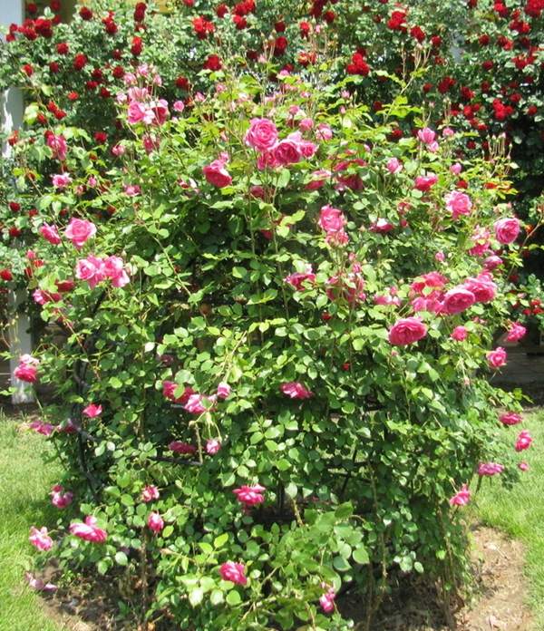 沭陽(yáng)薔薇花 沭陽(yáng)薔薇花