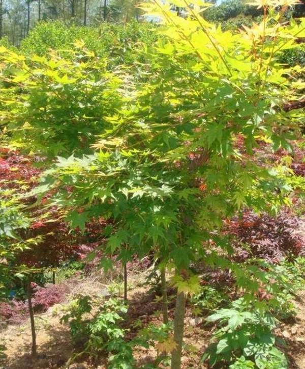 青楓樹銷售 青楓樹銷售