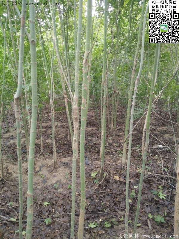 青楓樹價格 青楓樹價格