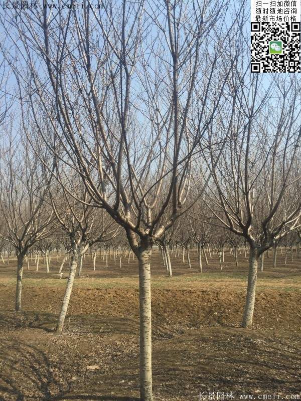 沭陽(yáng)大規(guī)格的櫻花樹