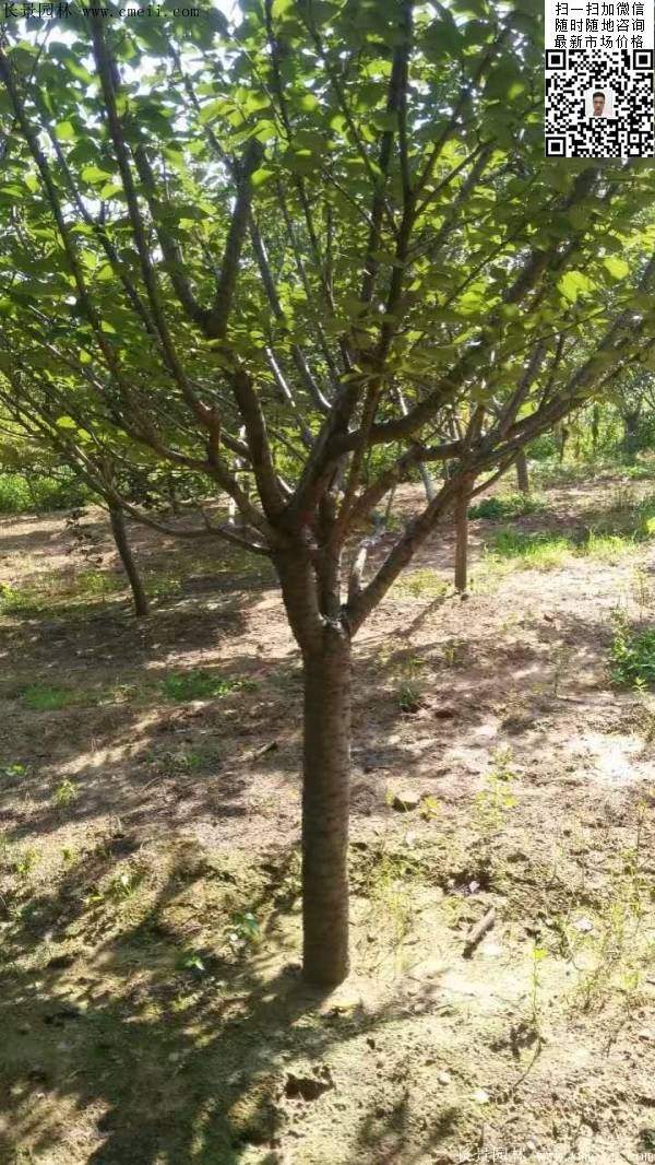 沭陽(yáng)大規(guī)格的櫻花樹