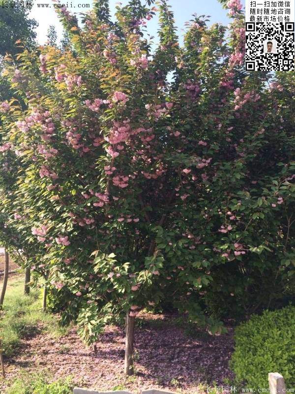 沭陽(yáng)大規(guī)格的櫻花樹