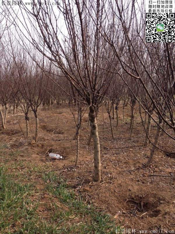 沭陽榆葉梅 沭陽榆葉梅