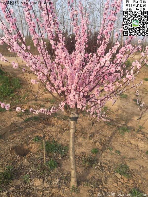 沭陽榆葉梅的價格 沭陽榆葉梅的價格