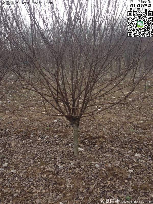 沭陽榆葉梅的價格 沭陽榆葉梅的價格