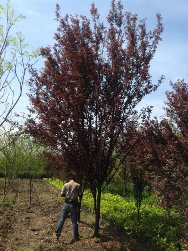 沭陽(yáng)紫葉李 沭陽(yáng)紫葉李