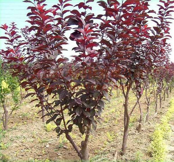 沭陽(yáng)紫葉李 沭陽(yáng)紫葉李