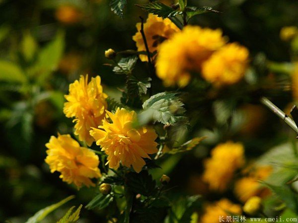 沭陽(yáng)棣棠花 沭陽(yáng)棣棠花