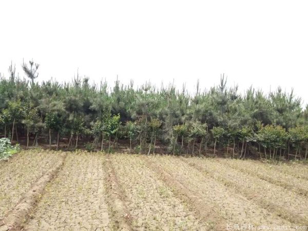 2016沭陽黑松樹的規格 2016沭陽黑松樹的規格