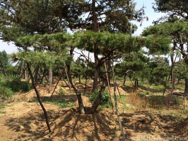 沭陽(yáng)黑松造型 沭陽(yáng)黑松造型