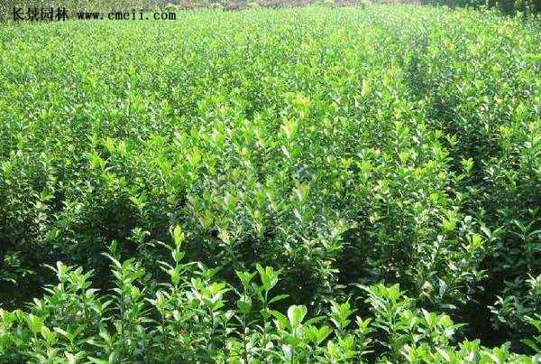 沭陽速生扶芳藤 沭陽速生扶芳藤