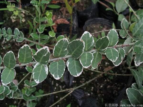 扶芳藤基地照 扶芳藤基地照