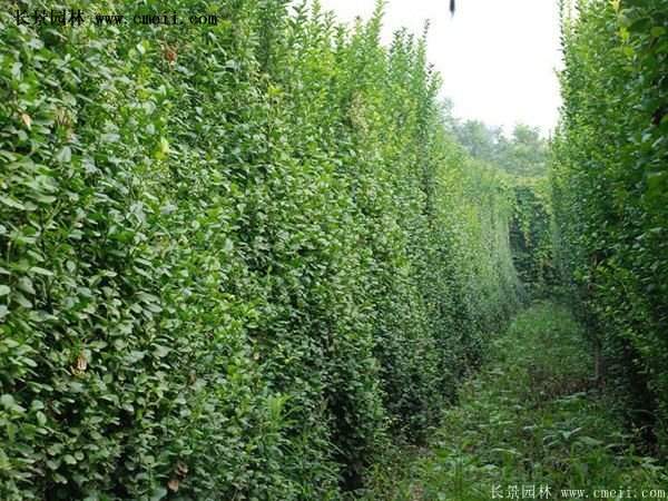 扶芳藤專賣 扶芳藤專賣