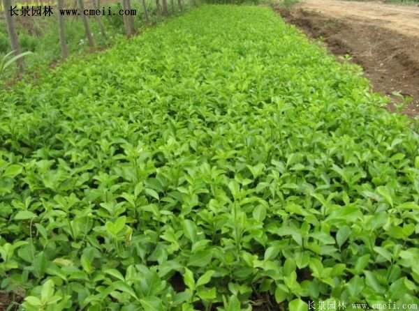 扶芳藤專賣 扶芳藤專賣