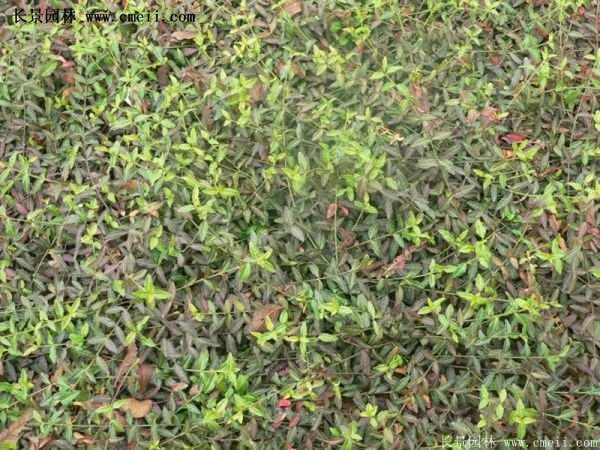 扶芳藤專賣 扶芳藤專賣