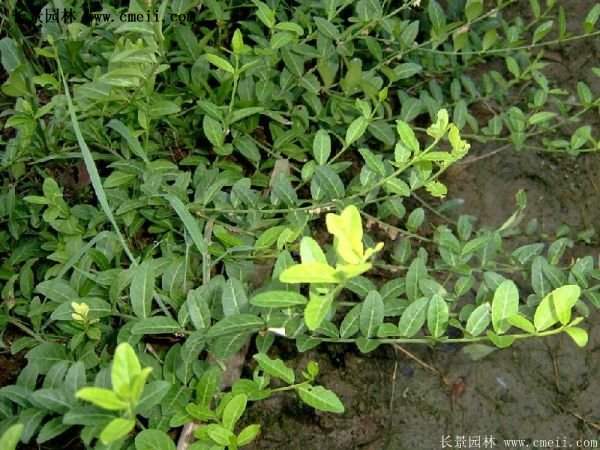 扶芳藤規(guī)格 扶芳藤規(guī)格