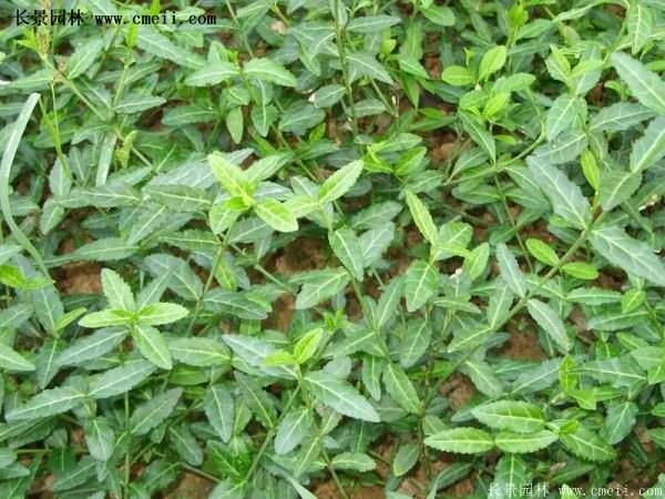 扶芳藤規(guī)格 扶芳藤規(guī)格