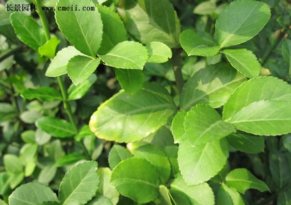 小葉扶芳藤 小葉扶芳藤
