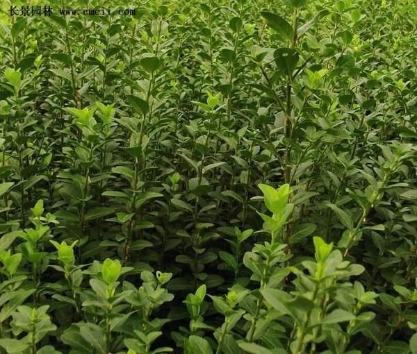 沭陽扶芳藤價格 沭陽扶芳藤價格