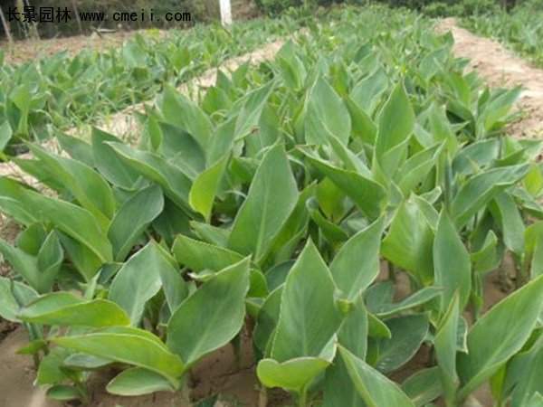 大葉美人蕉 大葉美人蕉