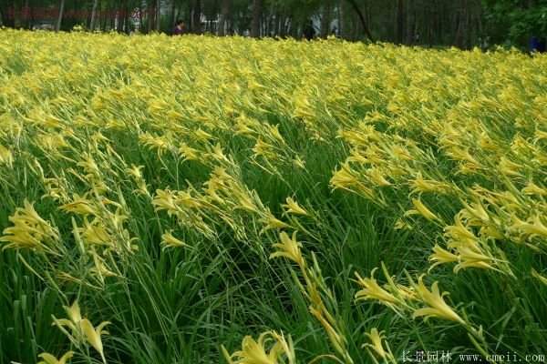 耐熱耐寒,花期超長的金娃娃萱草