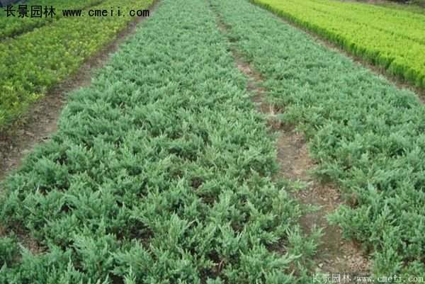 沭陽地柏苗 沭陽地柏苗