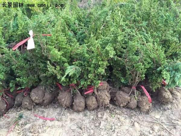 沭陽地柏苗 沭陽地柏苗