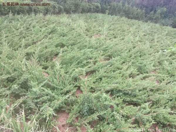 沭陽地柏苗 沭陽地柏苗