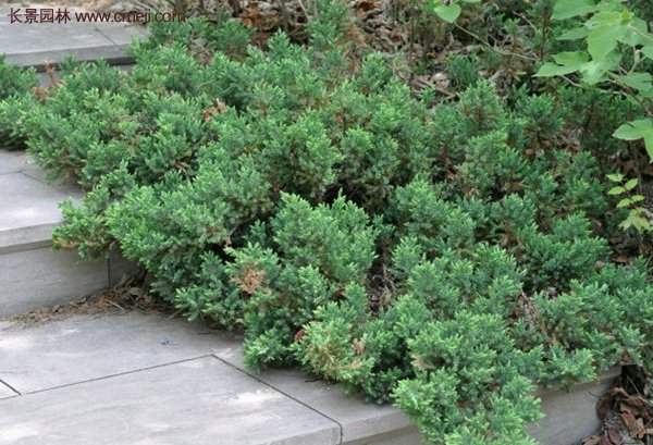 沭陽的地柏基地 沭陽的地柏基地