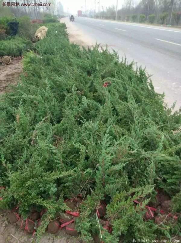 地柏價(jià)格 地柏價(jià)格