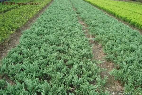 沭陽(yáng)的地柏 沭陽(yáng)的地柏