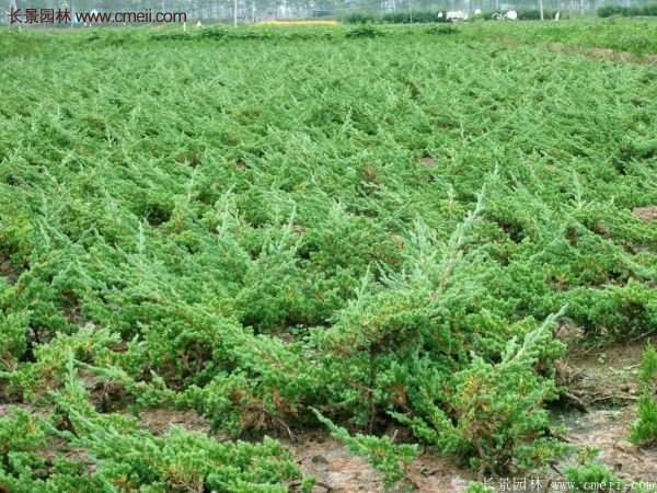 沭陽(yáng)的地柏 沭陽(yáng)的地柏