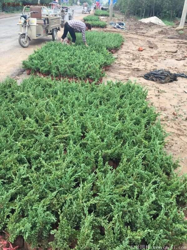 沭陽(yáng)沙地柏 沭陽(yáng)沙地柏
