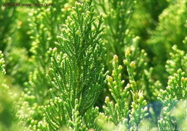 沭陽(yáng)沙地柏 沭陽(yáng)沙地柏