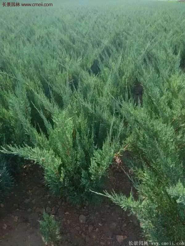 沭陽(yáng)沙地柏 沭陽(yáng)沙地柏