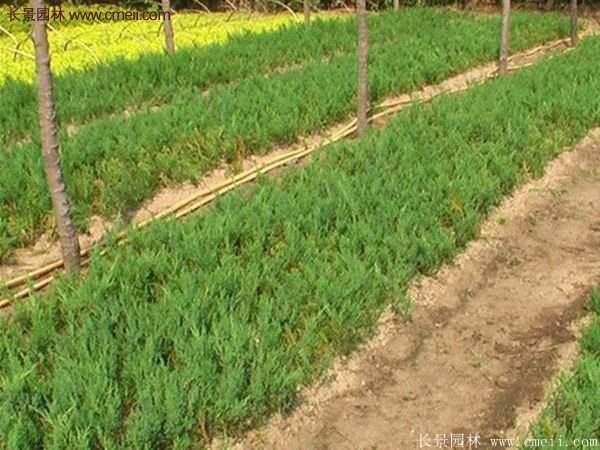 沭陽沙地柏 沭陽沙地柏