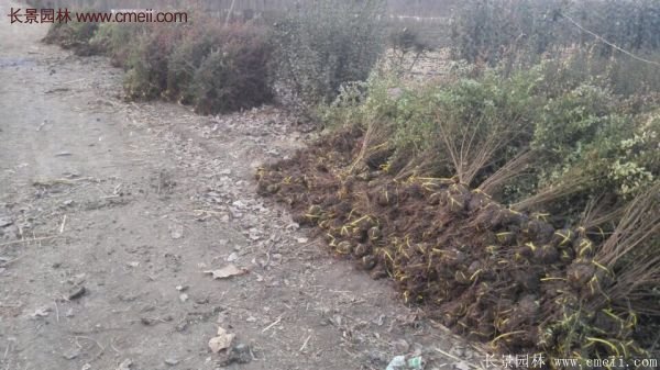 沭陽火棘球 沭陽火棘球