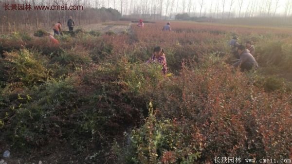 沭陽火棘球 沭陽火棘球