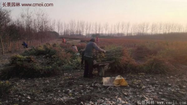 沭陽火棘球 沭陽火棘球