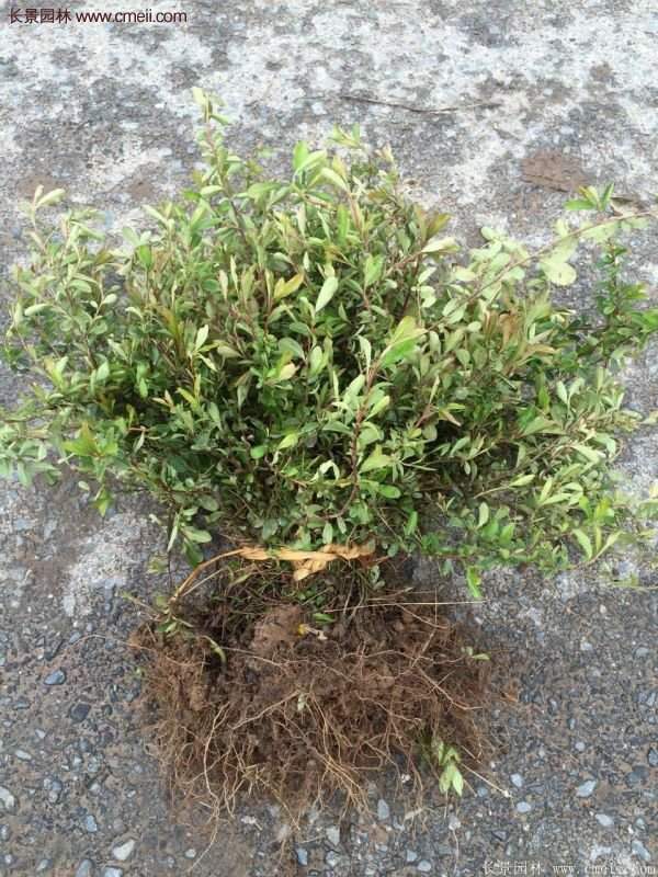 沭陽火棘苗、火棘球 沭陽火棘苗、火棘球