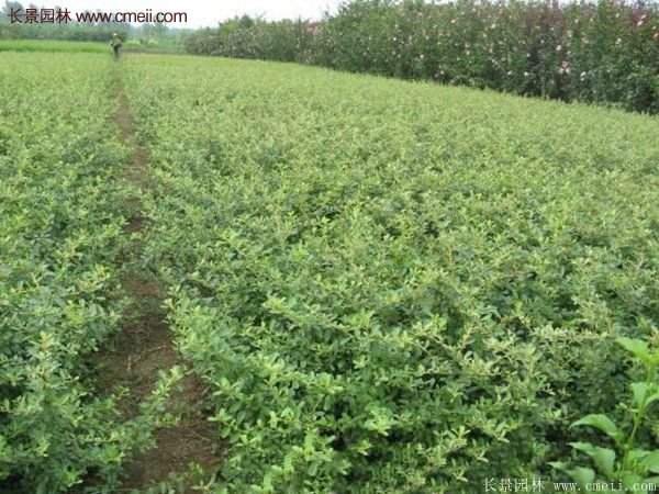 沭陽火棘苗、火棘球 沭陽火棘苗、火棘球