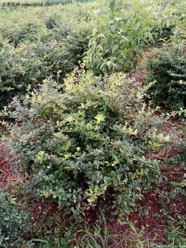 沭陽火棘苗、火棘球 沭陽火棘苗、火棘球